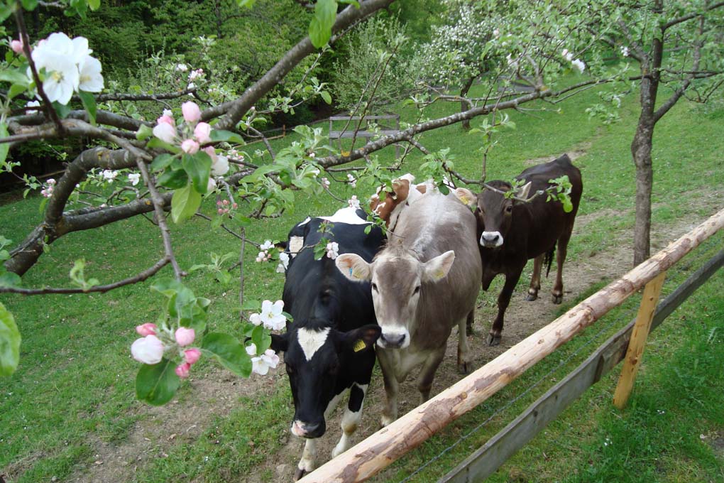 Topfen und Rohmilch von Familie Wöckl